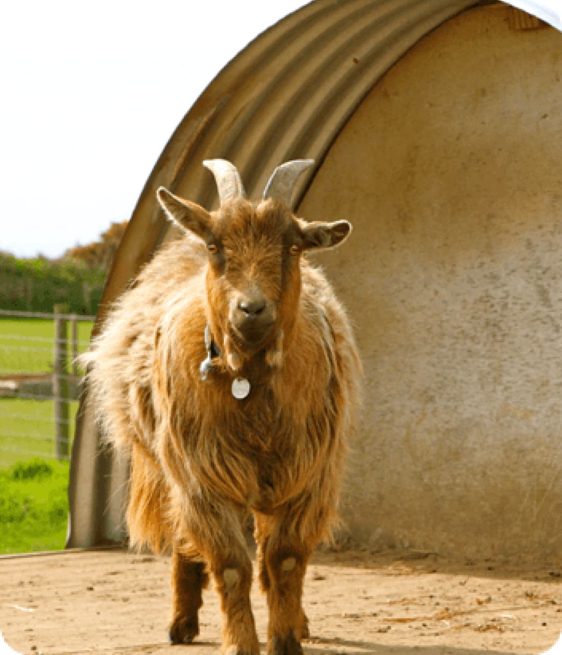 The small-holding at Coastal Stay campsite, Pembrokeshire